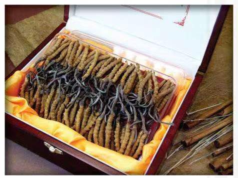 安宁冬虫夏草回收